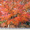 寒波来る 年越しまでの 紅葉かな