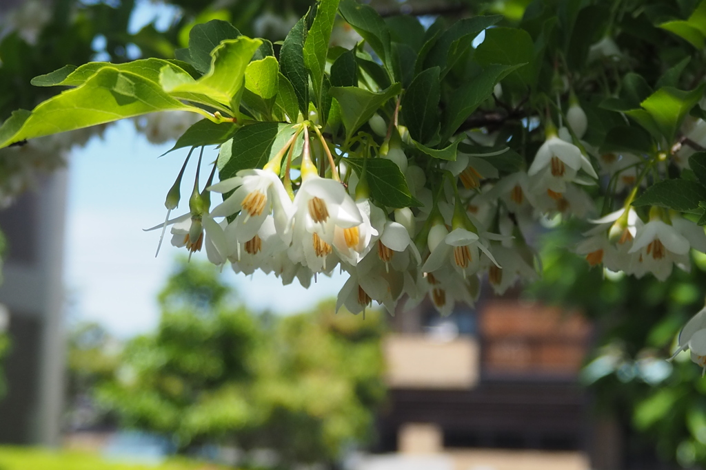 卯の花や 初夏の知らせか 咲き乱れ