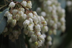 白き房 開花準備の 馬酔木かな