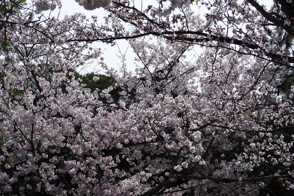 薄墨の 世界誘ふ 桜かな
