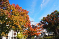 街路樹の 木々の葉色は 色増して