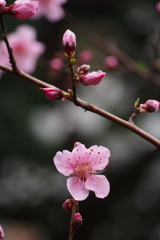 極だちて 川面の桜 色は濃し