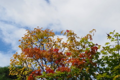 色付きて 秋は日毎に 深くなる