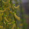 生き生きと 芽吹き柳や 春実感