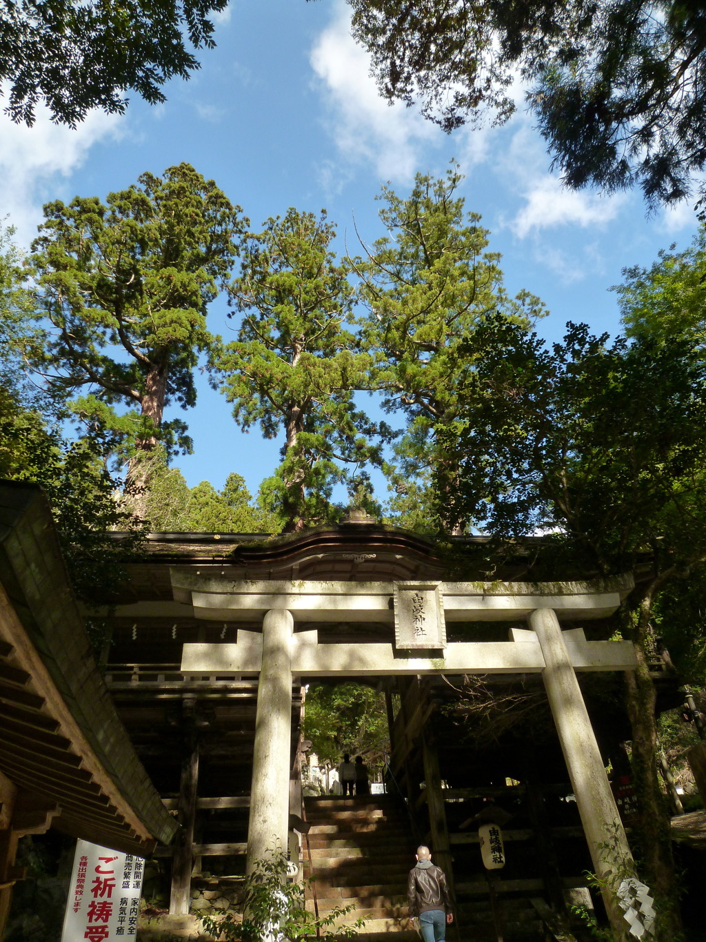 見上げれば 比企の神木 青き空