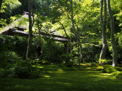 祇王寺や苔と光の夏の庭
