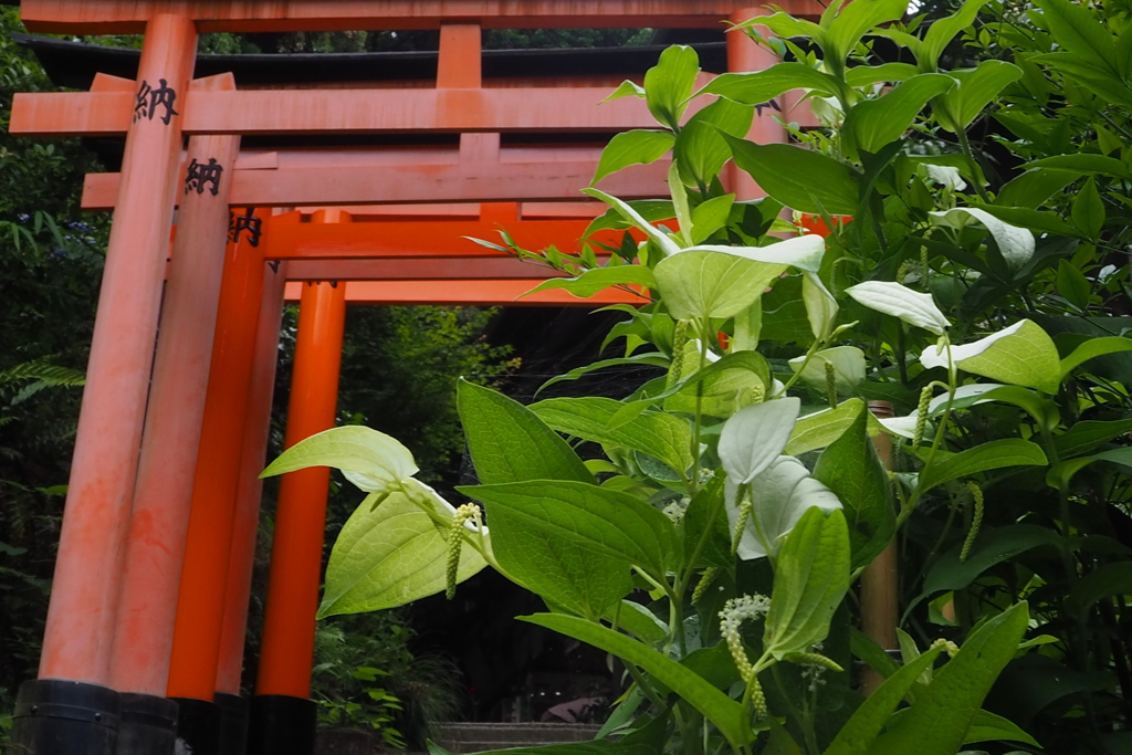 年半分 半夏生咲く お山道（おやまみち）