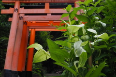 年半分 半夏生咲く お山道（おやまみち）