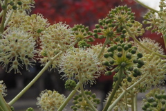 ヤツデ花 次々開花 初冬かな