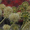 ヤツデ花 次々開花 初冬かな