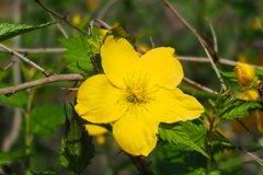 校章か 五弁ヤマブキ 花全開