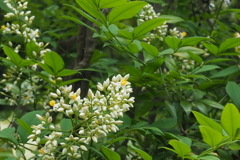 赤い実の 前に白花 南天花