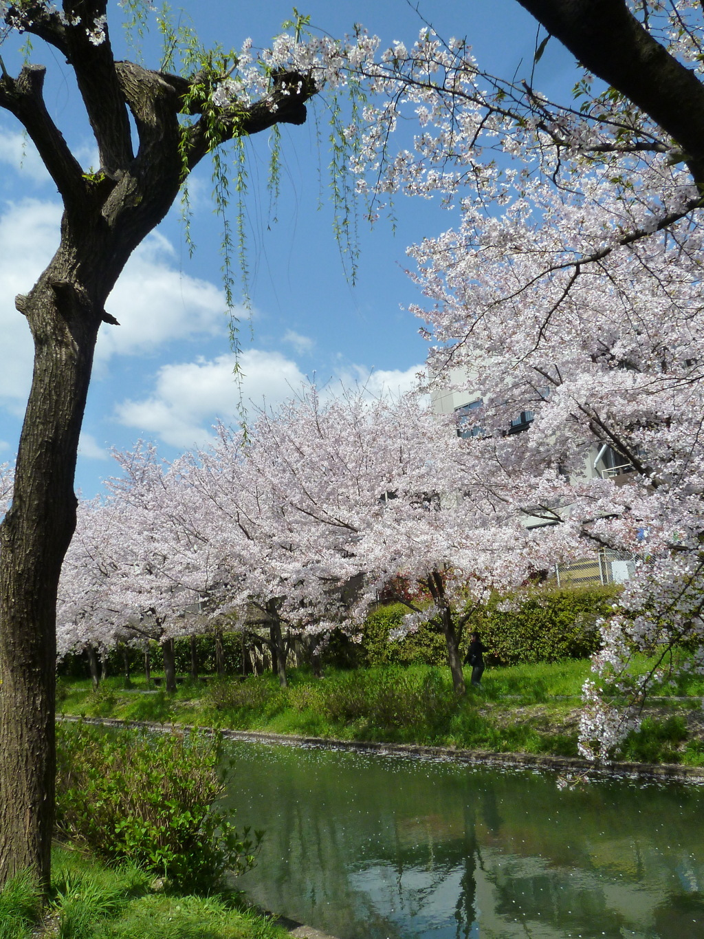 春姿 新芽の柳 川桜