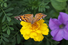 花たちに 遊びまわりし 夏の蝶