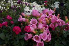 春花壇 ピンクの釣鐘 カンパニュラ