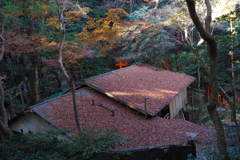 屋根上も 紅葉シーズン 最終章