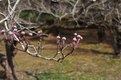 つぶらな芽 アメリカヤマボウシ 可愛いなり