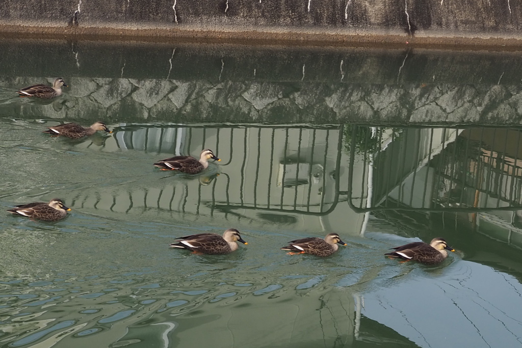 波切りて 疎水逆らい カモの群れ