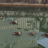 波切りて 疎水逆らい カモの群れ
