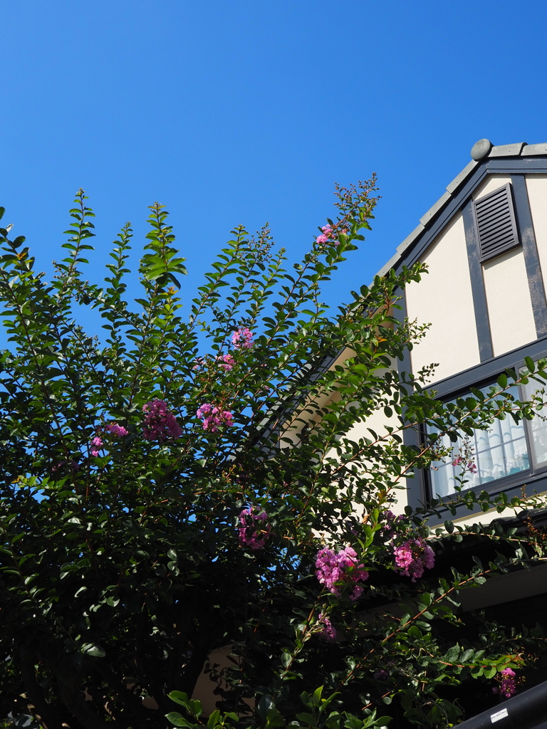 夏の朝 洋風お家の 百日紅