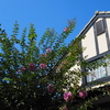 夏の朝 洋風お家の 百日紅