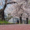 出来るなら 時間（とき）を止めてよ 夢見草