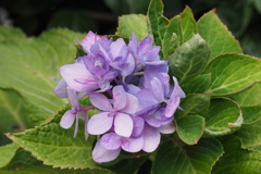 長夏のせい？ 季節外れの 紫陽花よ
