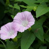 昼顔や 品良き色の 癒し花