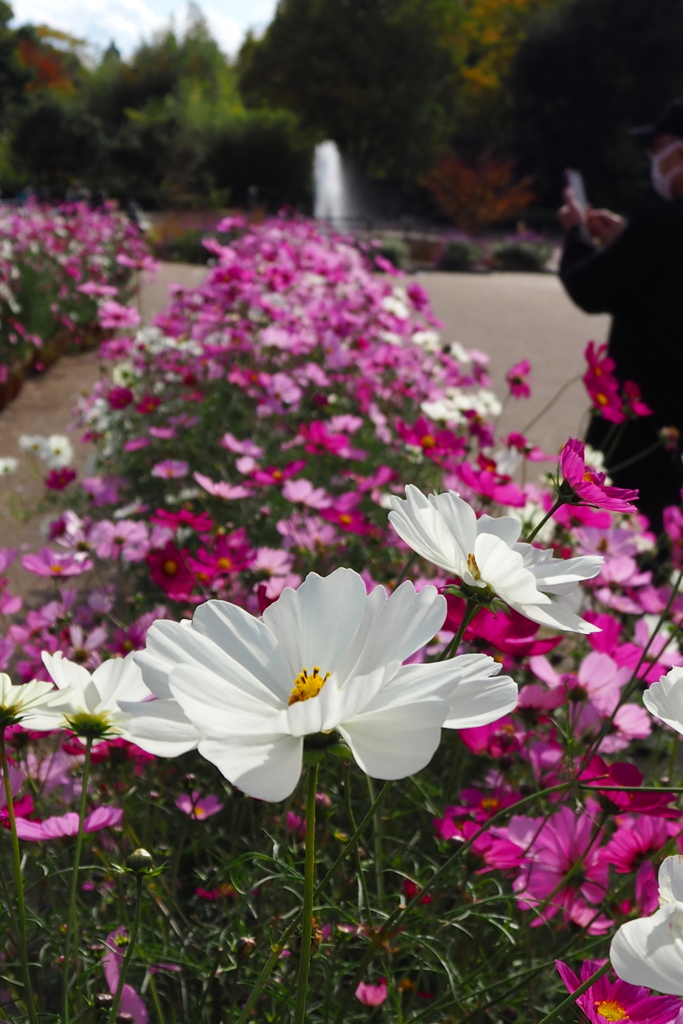 今日もまた コスモス華やか 写真撮る