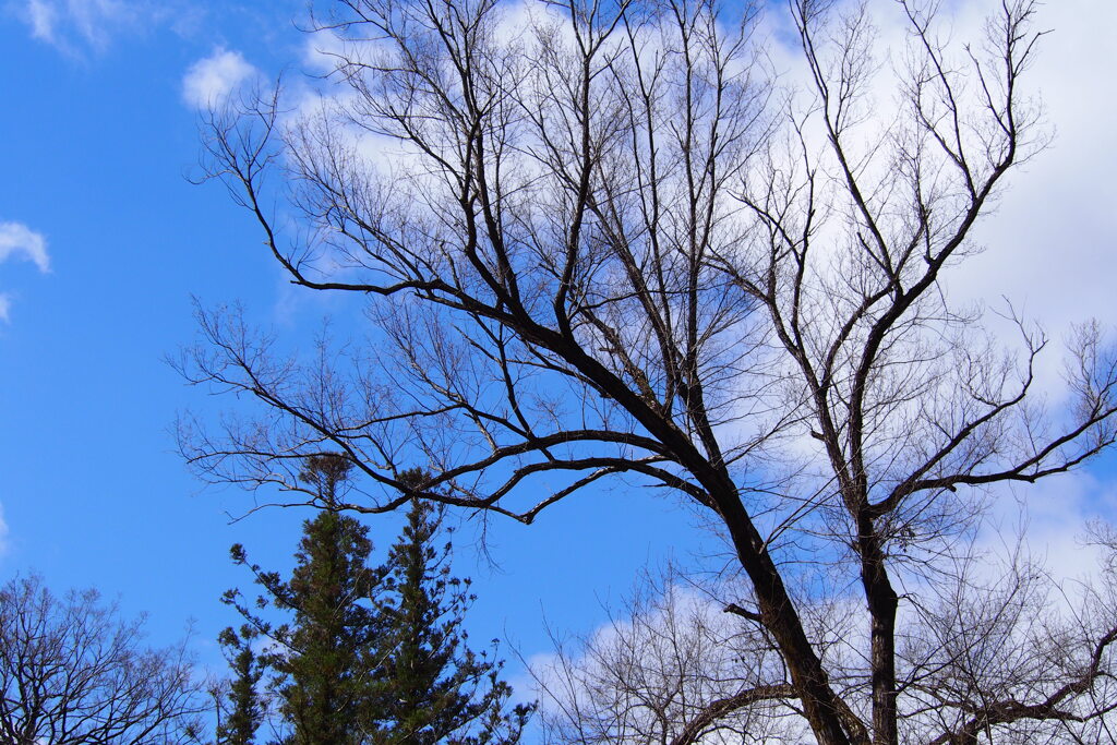 時間（とき）進む 裸木向こうは 春の空