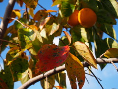 秋進む 彩り増して 柿の葉は