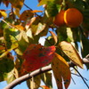 秋進む 彩り増して 柿の葉は