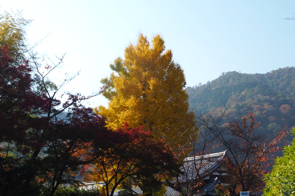 イチョウ燃ゆ ひと際目立ち シンボル木