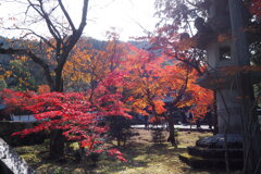 晩秋や 陽ざしやわらか 和風景