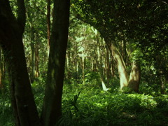 梅雨晴れ間草木息吹のイオン発す