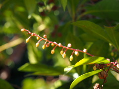 冬の陽や 馬酔木（あせび）つぼみは 気持ち良し