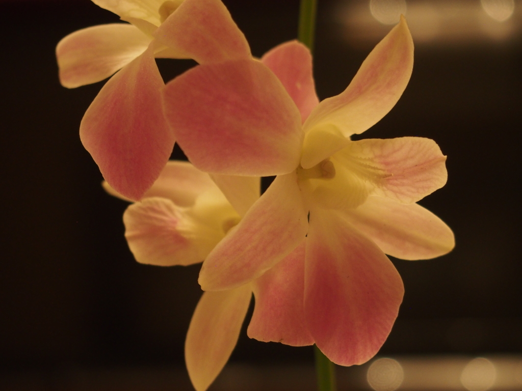 妖しげに 夜をいざなう ランの花