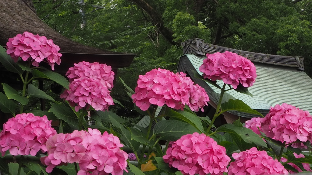 神社背に ピンク紫陽花 絵を作り