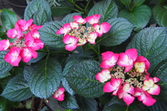 水無月や 我が家の庭も 紫陽花（はな）が咲き