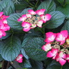 水無月や 我が家の庭も 紫陽花（はな）が咲き