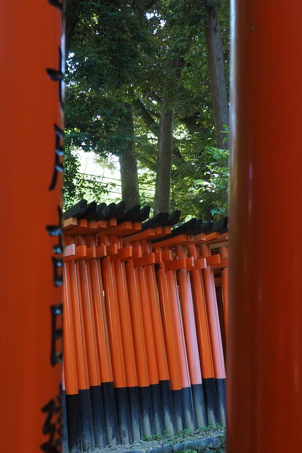 覗ければ 鳥居すき間の 鳥居かな