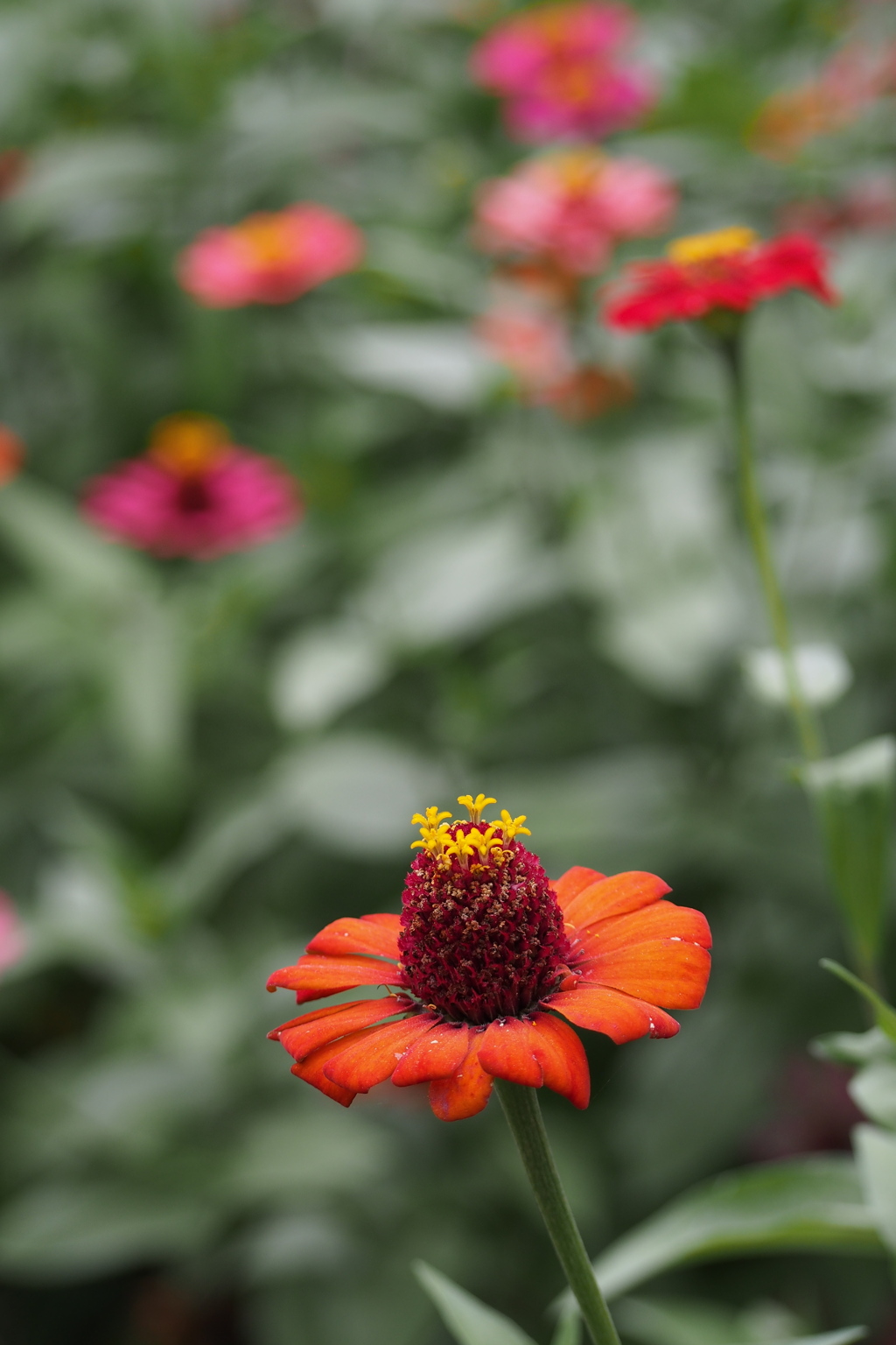 こんもりと 花びらの上 また花が
