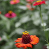 こんもりと 花びらの上 また花が