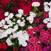 ナデシコや 花色とりどり 目移りす
