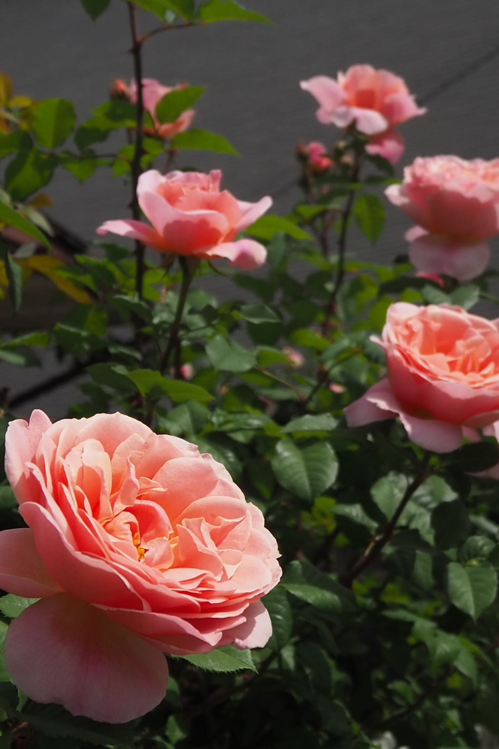 陽光に ピンクの薔薇は 顔を上げ