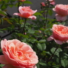 陽光に ピンクの薔薇は 顔を上げ