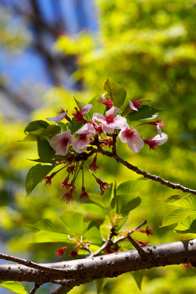 晩春や花は散り行き葉桜へ