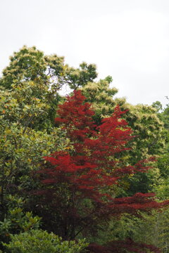 栗の花 咲いた咲いたと 香は強し