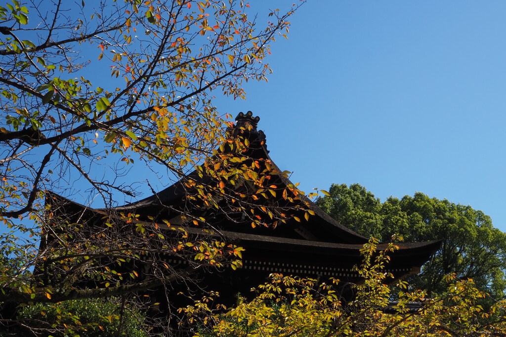 秋進む 神社の木々も 色付きて