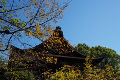 秋進む 神社の木々も 色付きて